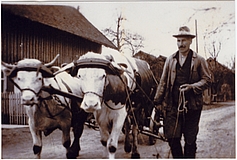 altes schwarzweiss-Foto Bauer mit Ochsenkarren